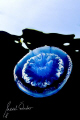   was focused this jellyfish about 10 minutes didnt realised first what itchy feeling my face but remained boat lasted hours must have been itself thx jelly nice shot  